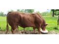 byk-limusine-small-1