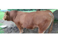 byk-limusine-small-2
