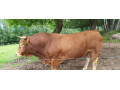 byk-limusine-small-3