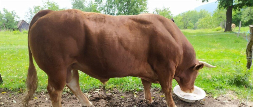 byk-limusine-big-1