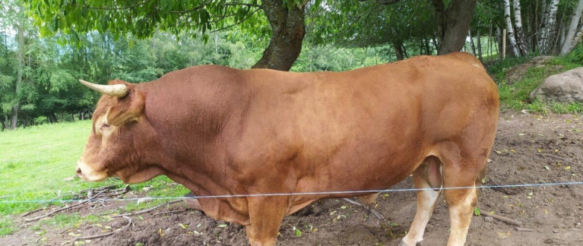 byk-limusine-big-3