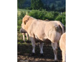 predam-plemenneho-byka-small-1