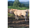 predam-plemenneho-byka-small-0
