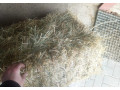 predam-seno-small-1