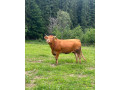 predam-kravu-small-0