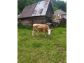 predam-kravu-small-0