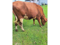 predam-jalovicku-small-0
