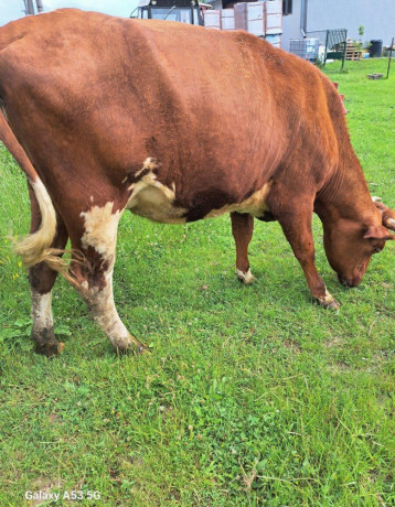 predam-jalovicku-big-0