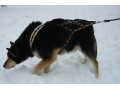 tazny-postroj-small-2