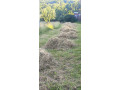darujem-seno-small-3