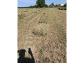 lucerka-small-0