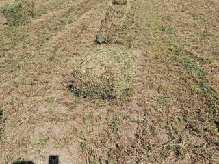 lucerka