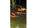koi-kapor-small-0
