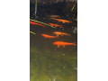 koi-kapor-small-1