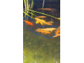 koi-kapor-small-2