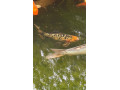 koi-kapor-small-3