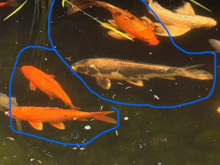 koi-kapor