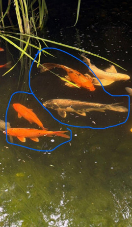 koi-kapor-big-0
