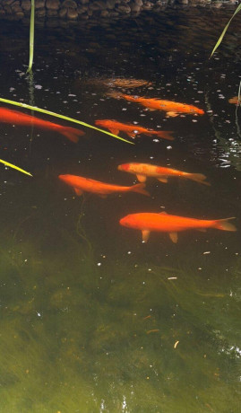 koi-kapor-big-1