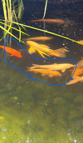 koi-kapor-big-2