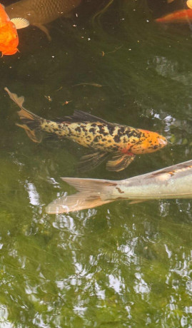 koi-kapor-big-3