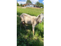 dojna-koza-small-4