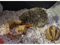 jezko-bielobruchy-small-2