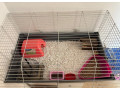jezko-bielobruchy-small-3
