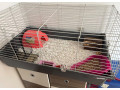 jezko-bielobruchy-small-4