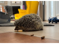 jezko-bielobruchy-small-0