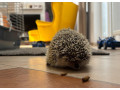 jezko-bielobruchy-small-1