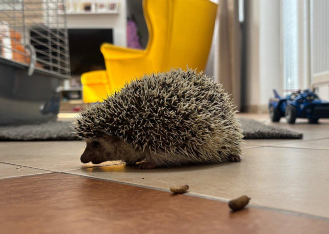 jezko-bielobruchy-big-0