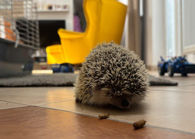 jezko-bielobruchy-big-1