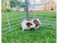 morske-prasiatka-small-2