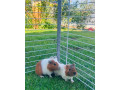 morske-prasiatka-small-1