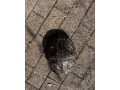 korytnacka-small-1