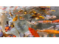 japonske-koi-kapre-small-2