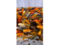 japonske-koi-kapre-small-1
