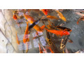 japonske-koi-kapre-small-4