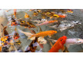 japonske-koi-kapre-small-3