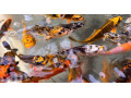 japonske-koi-kapre-small-0