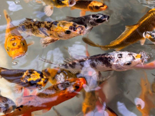 japonske-koi-kapre
