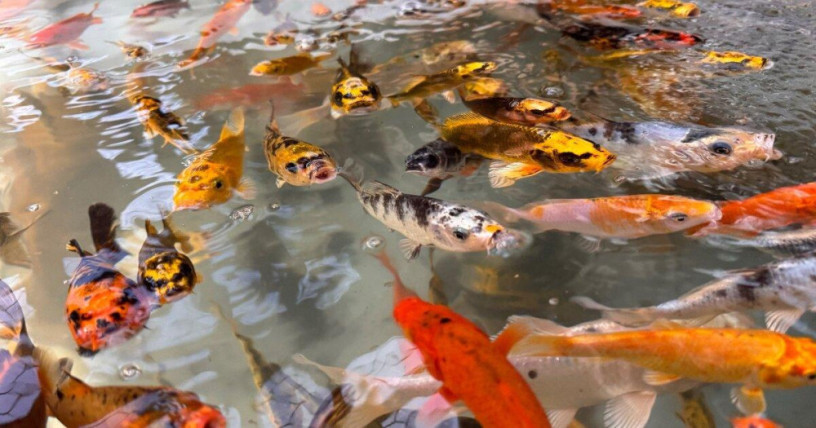 japonske-koi-kapre-big-2