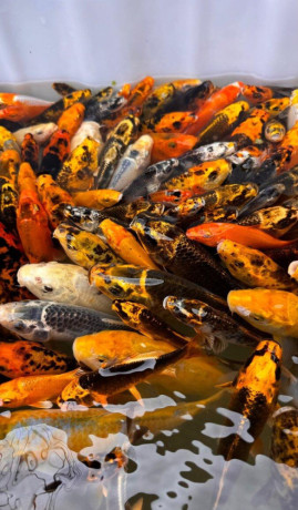 japonske-koi-kapre-big-1