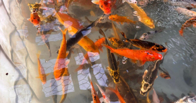 japonske-koi-kapre-big-4