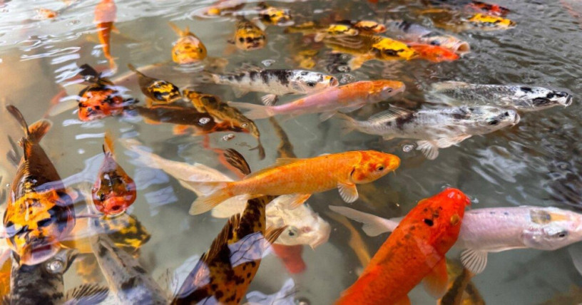 japonske-koi-kapre-big-3