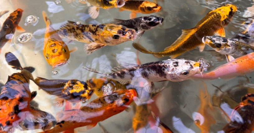 japonske-koi-kapre-big-0