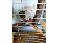 cincila-small-0