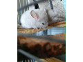 cincila-small-1