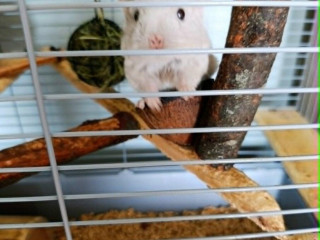 cincila